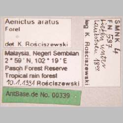 Aenictus aratus Forel, 1900 label