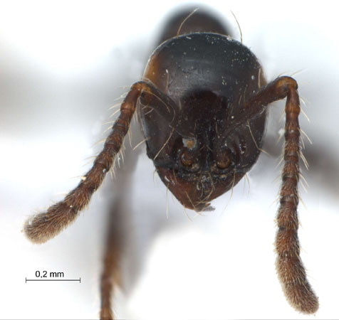 Aenictus laeviceps frontal