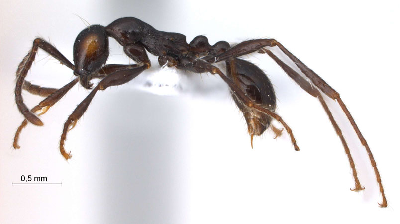 Aenictus laeviceps lateral