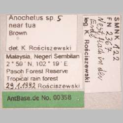 Anochetus sp. 5 near tua Brown, 1978 label