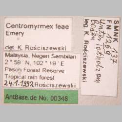 Centromyrmex feae Emery, 1889 label