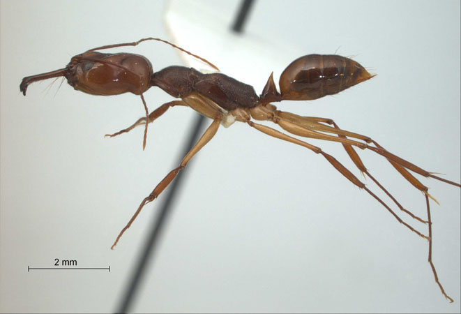 Odontomachus rixosus lateral
