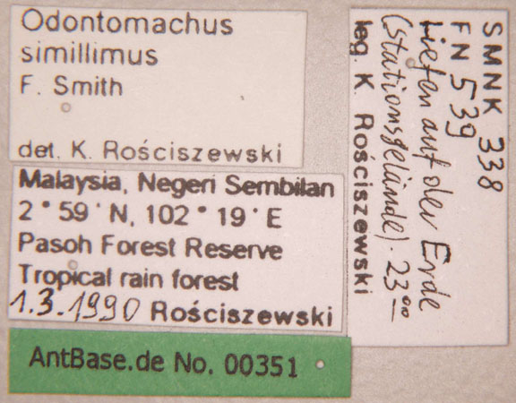 Odontomachus simillimus label