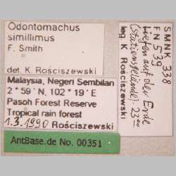 Odontomachus simillimus Smith, 1858 label