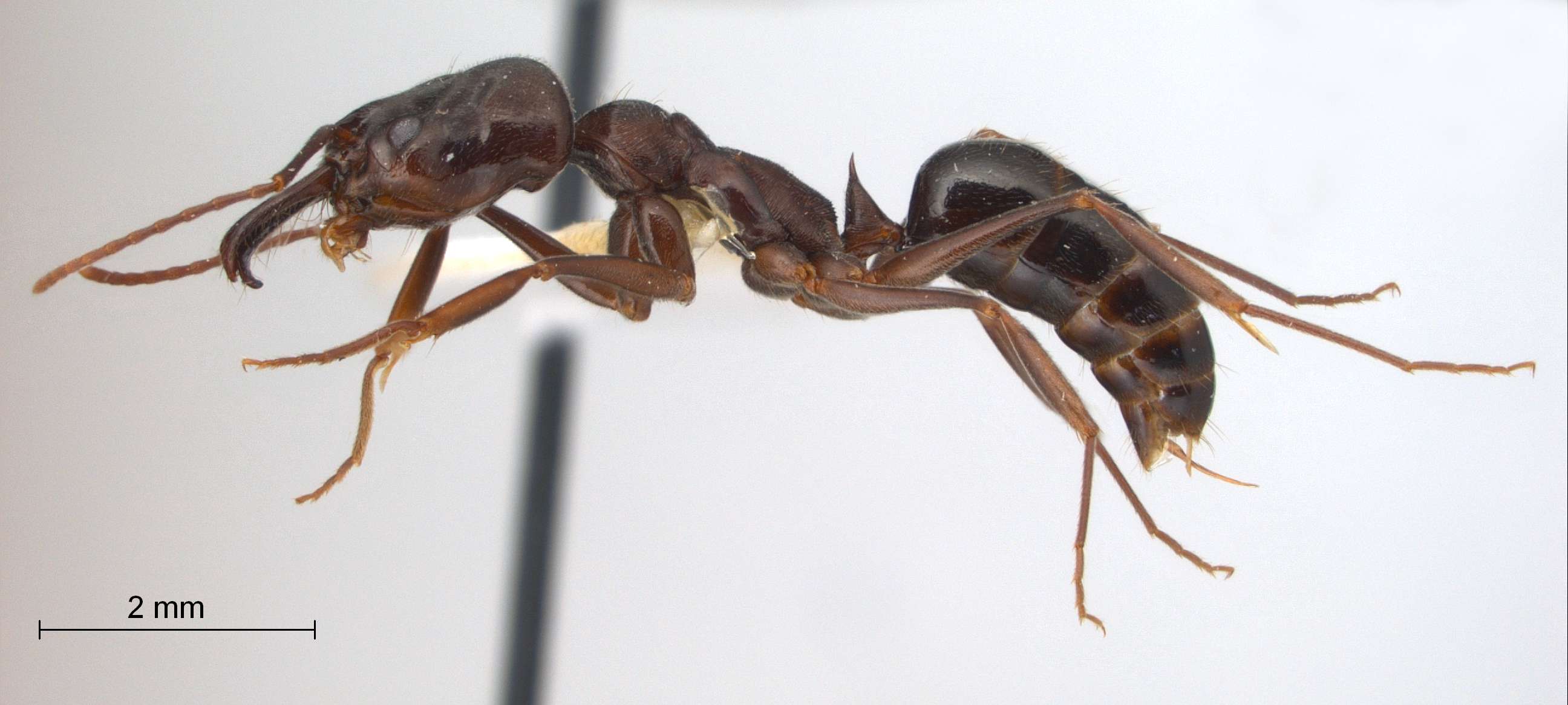 Odontomachus simillimus lateral
