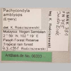 Pachycondyla amblyops Emery, 1887 label