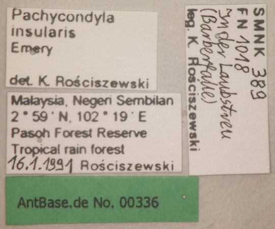 Pachycondyla insularis label