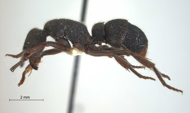 Pachycondyla insularis lateral