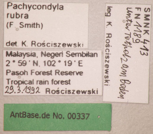 Pachycondyla rubra label