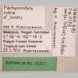 Pachycondyla rubra Smith, 1857 label