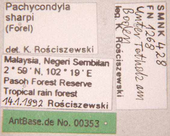 Pachycondyla sharpi label