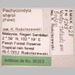 Pachycondyla sharpi Forel, 1901 label
