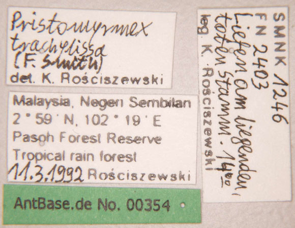 Pristomyrmex trachylissus label