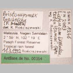 Pristomyrmex trachylissus Smith, 1858 label