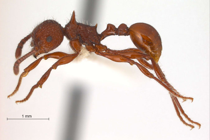 Pristomyrmex trachylissus lateral