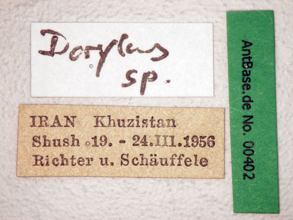 Dorylus sp label