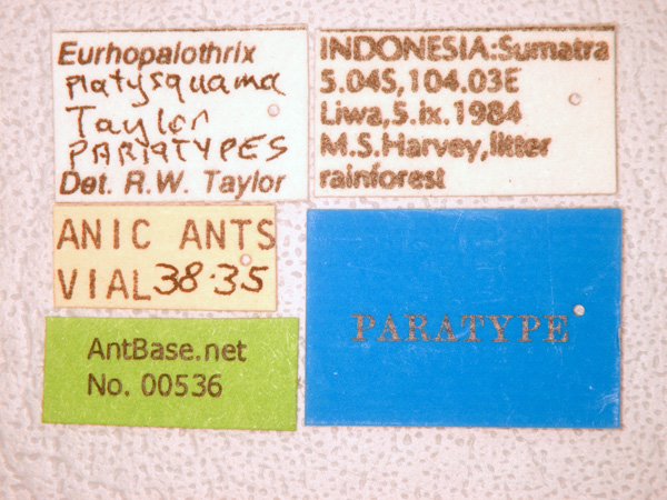 Eurhopalothrix platisquama label