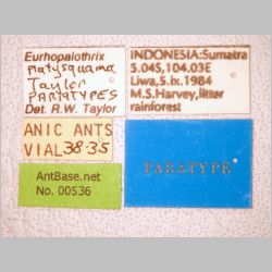 Eurhopalothrix platisquama Taylor, 1990 label