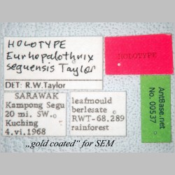 Eurhopalothrix seguensis Taylor, 1990 label