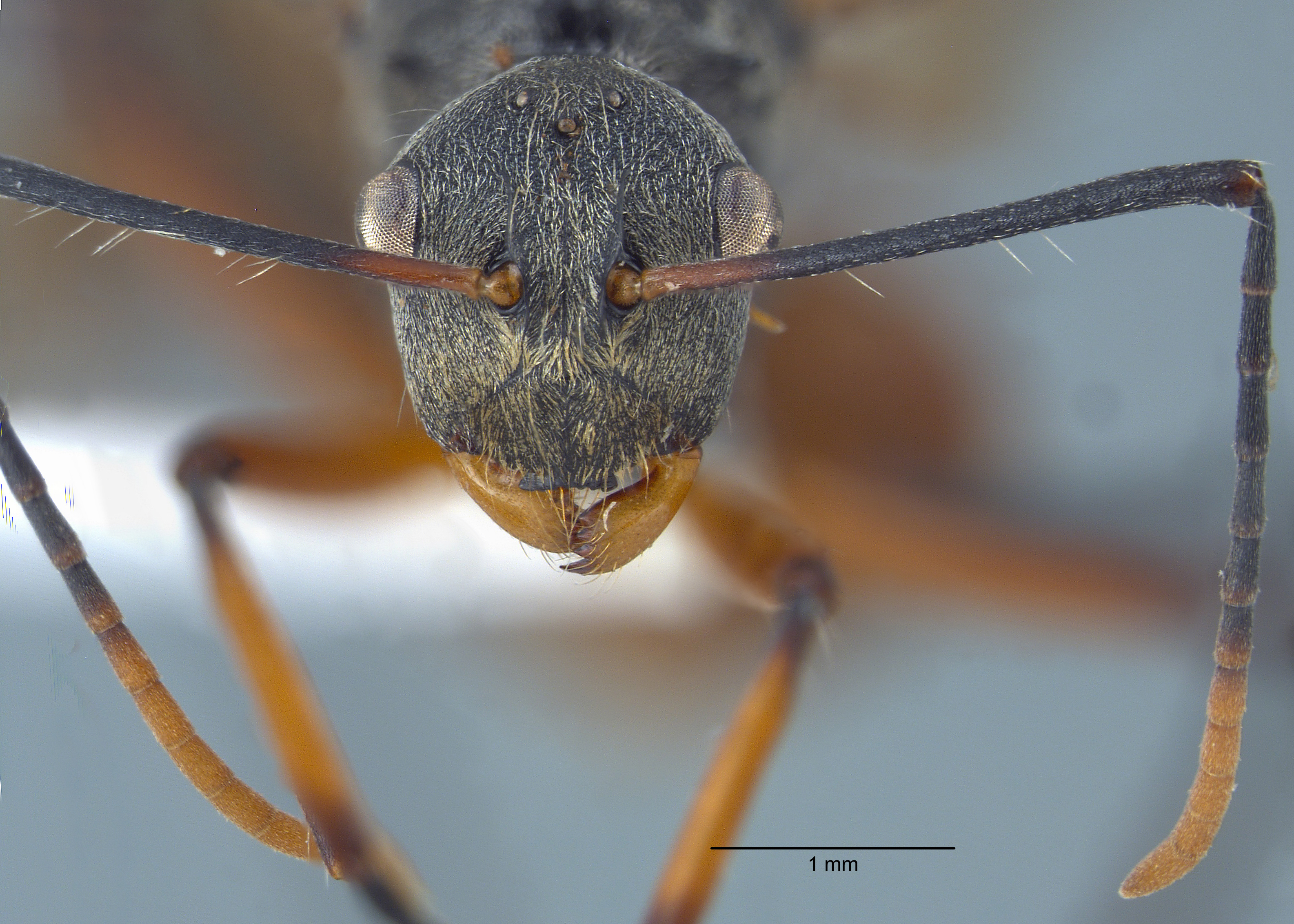 Polyrhachis bicolor gyne frontal