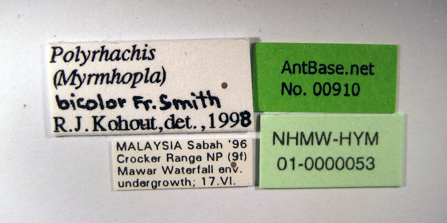 Polyrhachis artname label