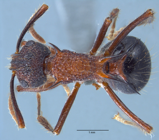 Polyrhachis rufipes dorsal