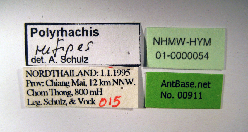 Polyrhachis rufipes label