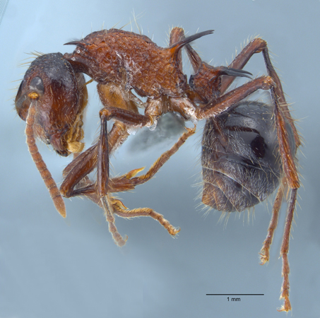 Polyrhachis rufipes lateral