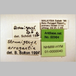 Strumigenys arrogantia Bolton, 2000 label