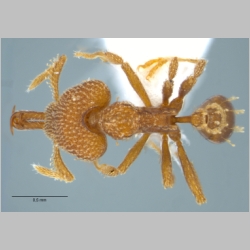 Strumigenys gnathosphax Bolton, 2000 dorsal