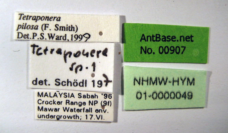 Tetraponera pilosa label