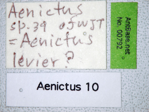 Aenictus levior label