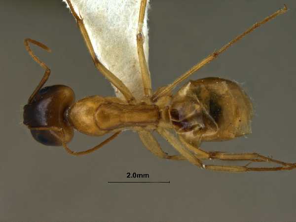 Camponotus turkestanus dorsal