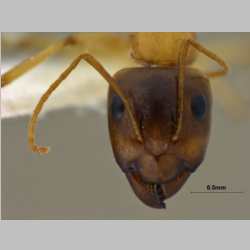 Camponotus turkestanus Andr�, 1882 frontal