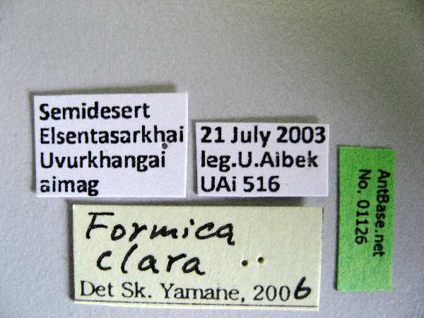 Formica clara label