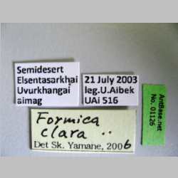 Formica clara Forel, 1886 label