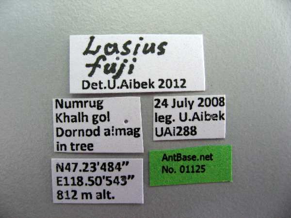 Lasius fuji label