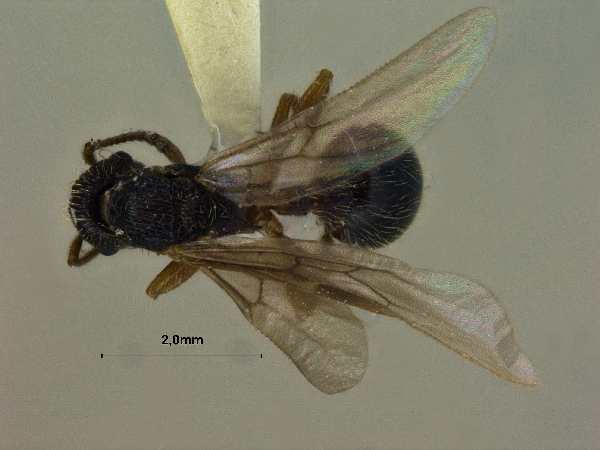 Myrmica eidmanni queen dorsal