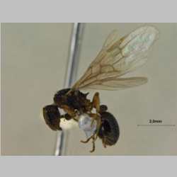 Myrmica eidmanni queen Menozzi, 1930 lateral