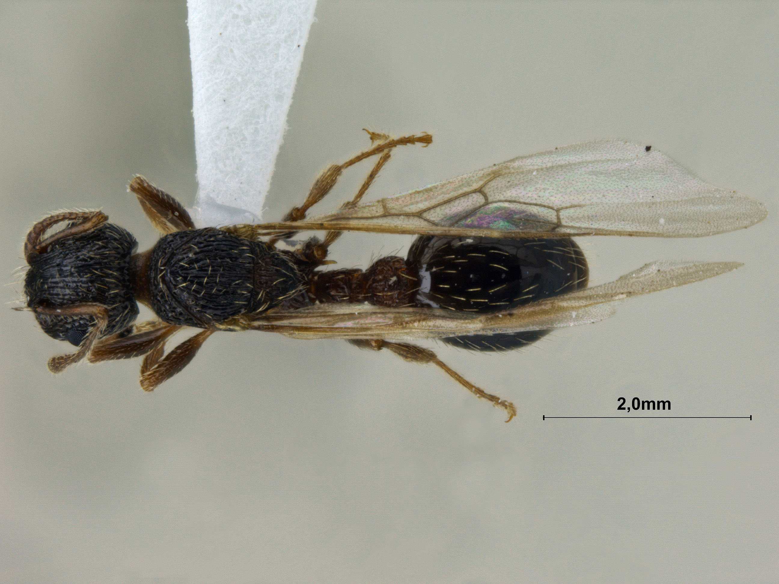 Myrmica pisarskii queen dorsal