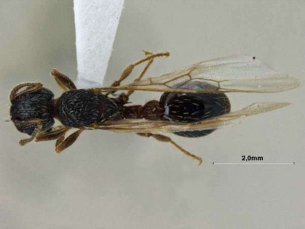 Myrmica pisarskii queen dorsal