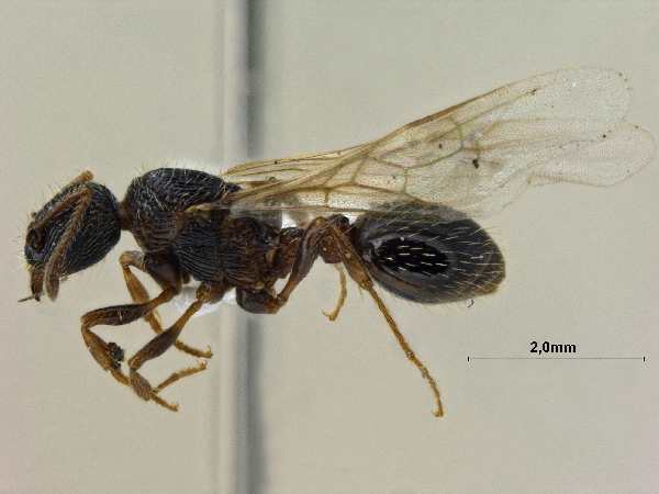Myrmica pisarskii queen lateral