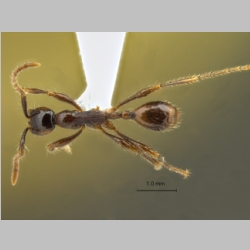 Aenictus siamensis Jaitrong et Yamane, 2013 dorsal