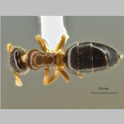 Cladomyrma sirindhornae Jaitrong et al., 2013 dorsal