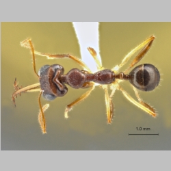 Myrmoteras opalinum Bui et al., 2013 dorsal