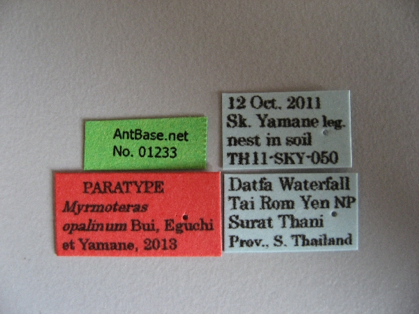 Myrmoteras opalinum label