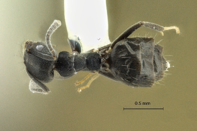 Technomyrmex albipes dorsal