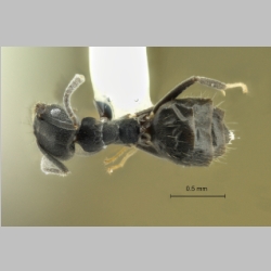 Technomyrmex albipes Smith, 1861 dorsal