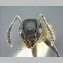 Technomyrmex albipes Smith, 1861 frontal