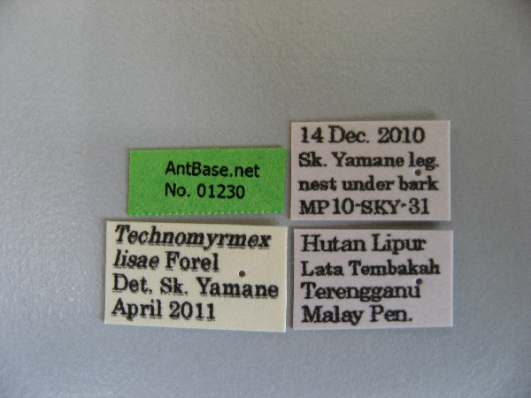 Technomyrmex lisae label